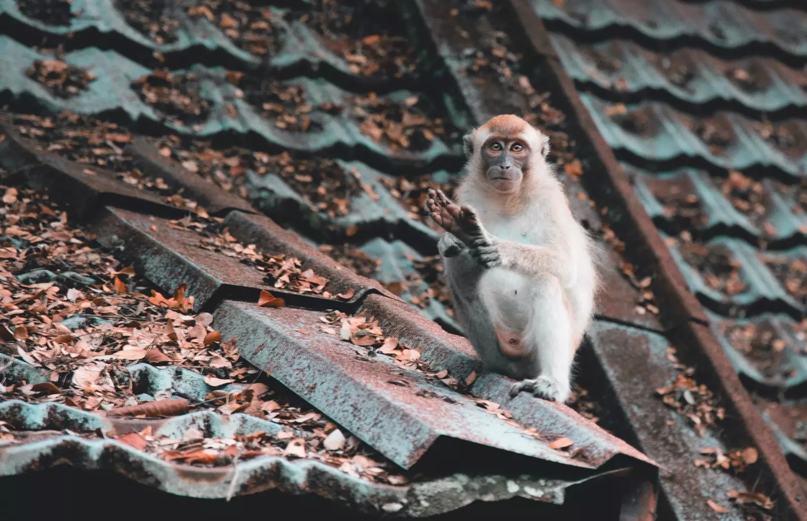 Yksi Taman Negaran asukkaista