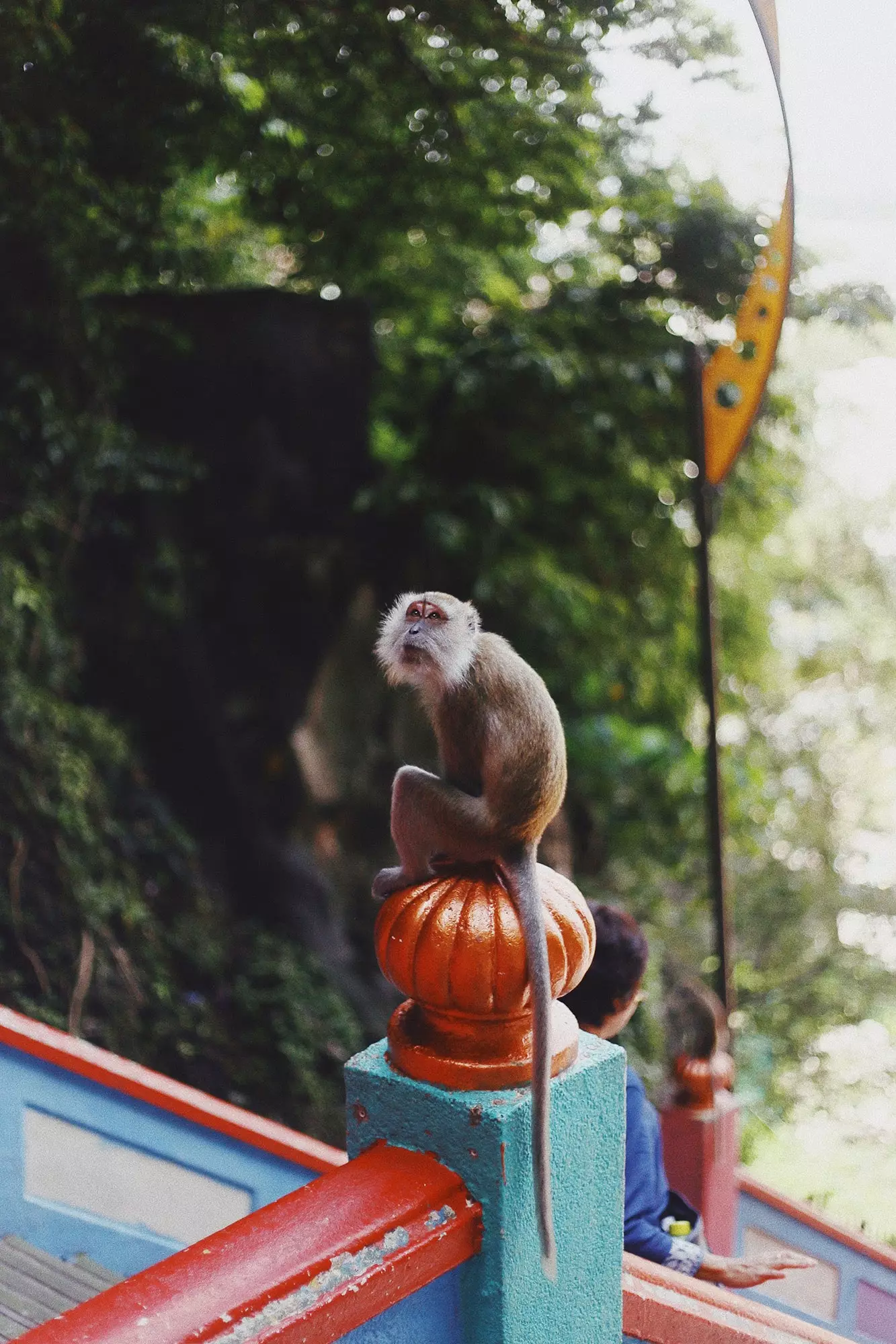 Monyet di Gua Batu Kuala Lumpur Malaysia