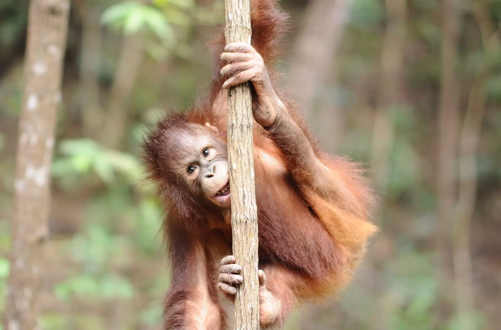 orangutan