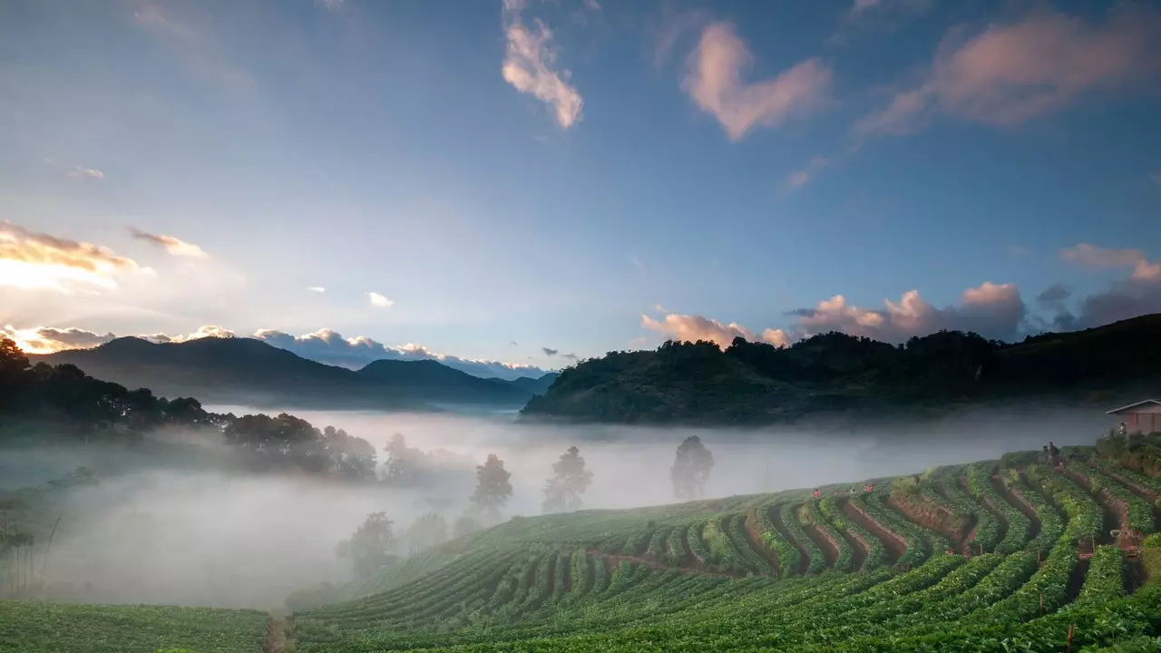 Cameron Highlands, fejn il-ġungla Malaja tiltaqa’ mat-te