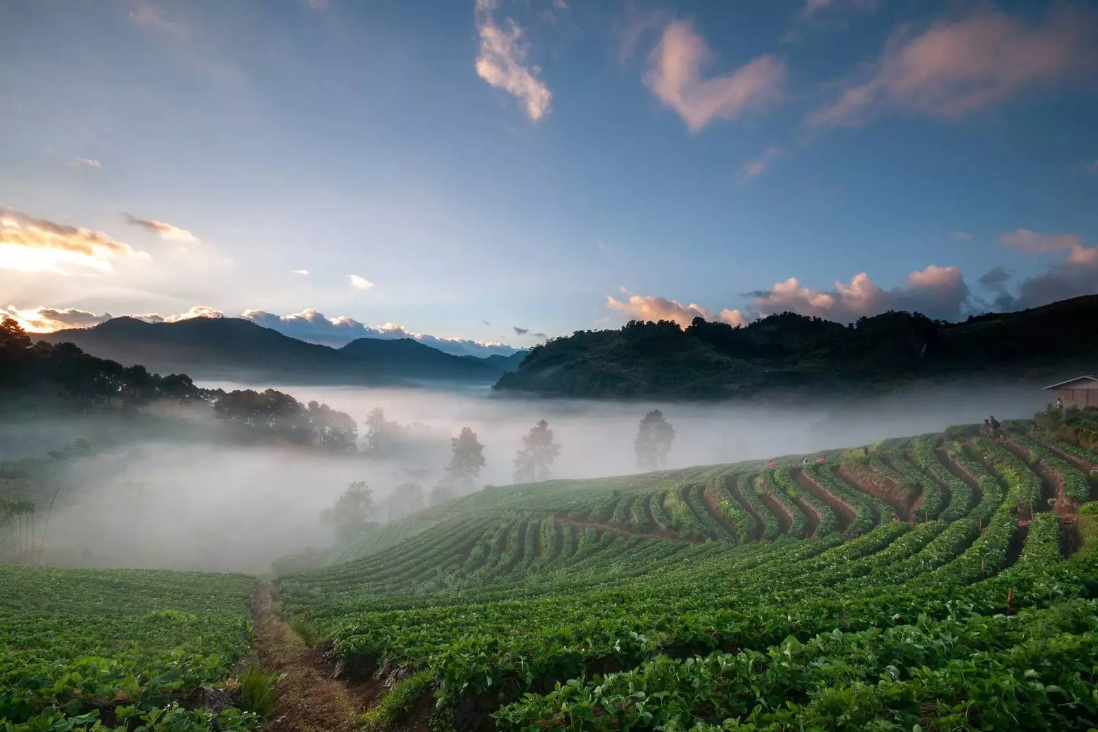 cameron highlands