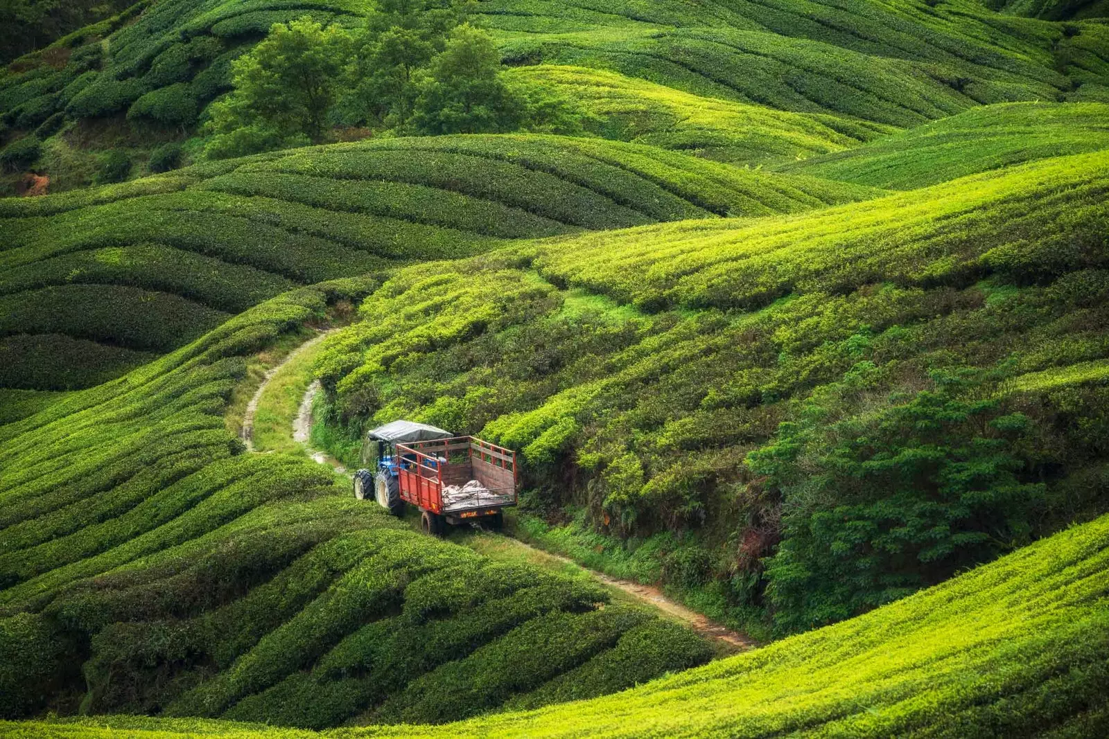 cameron Highlands