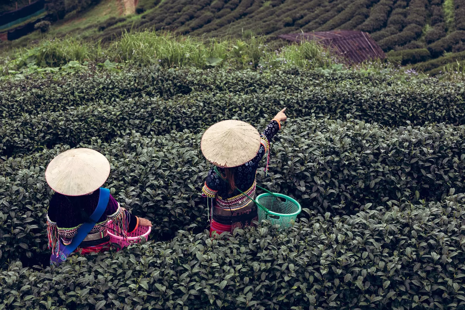 Pola herbaty w Cameron HighlandsPola herbaty w Cameron Highlands