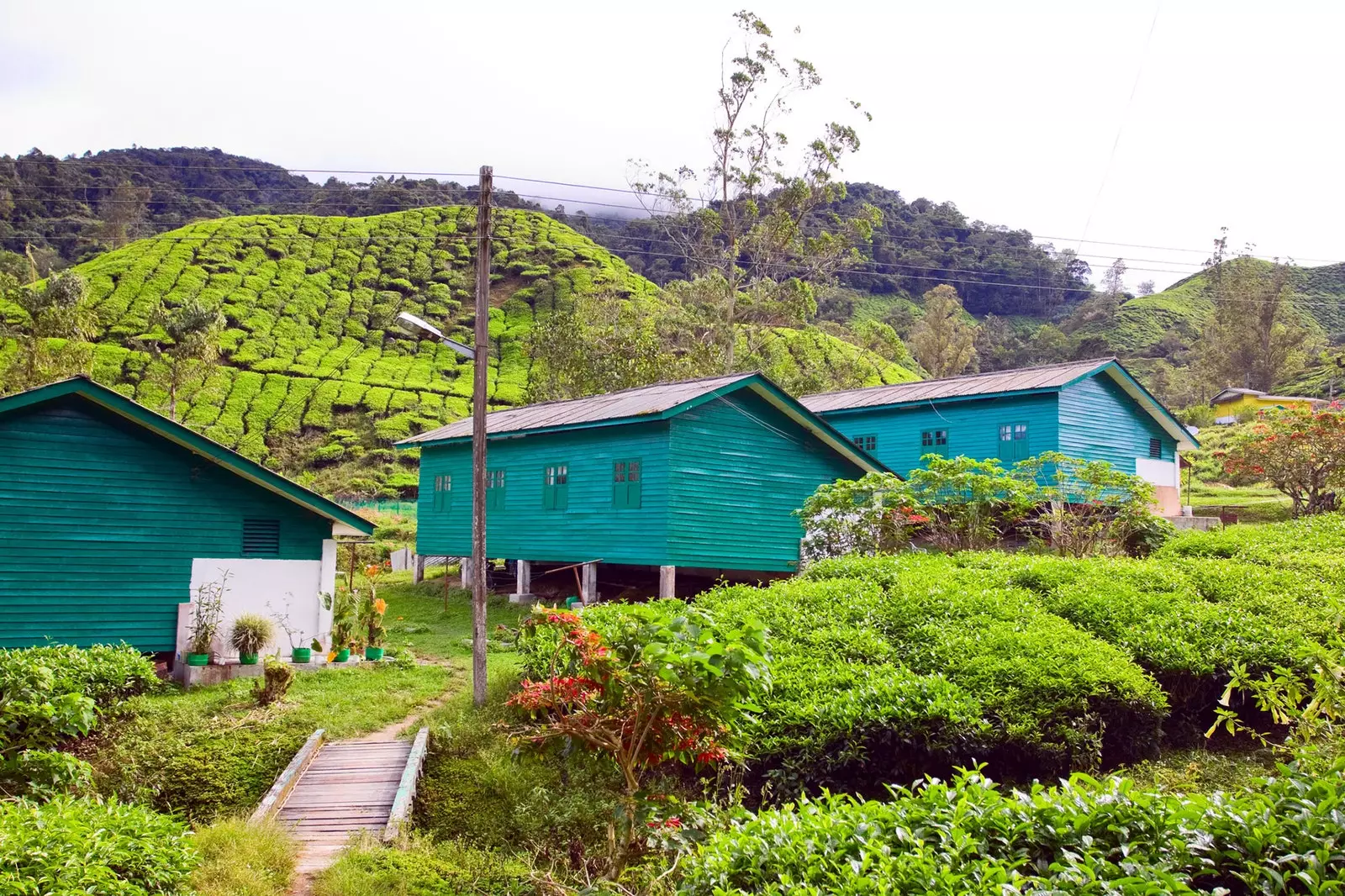 말레이 정글이 t와 혼합되는 Cameron Highlands