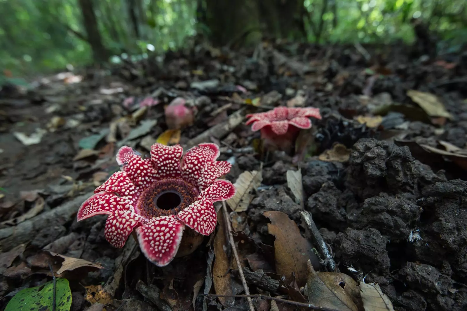 rafflesia