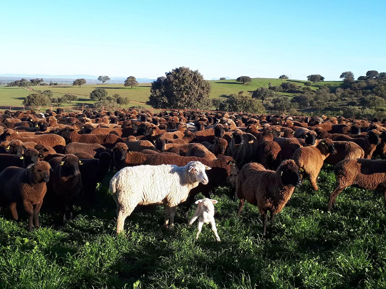 Kundi la kondoo huko Garbayuela Badajoz Siberia Extremadura