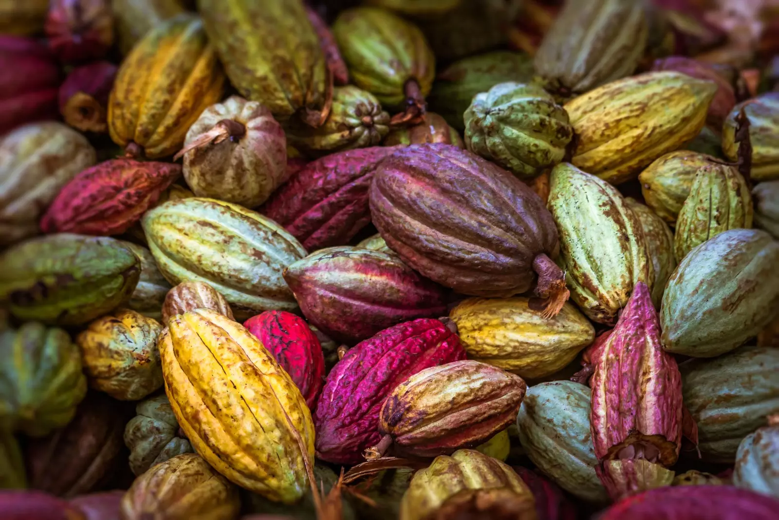 Fruit de l'arbre de cacau a Madascar.