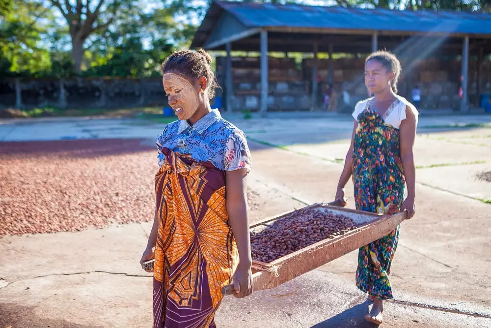 Madagaskarin tumma suklaapatukka VINTE VINTE tulee Mava Ottangen istutuksesta Ramena-joen rannalla.