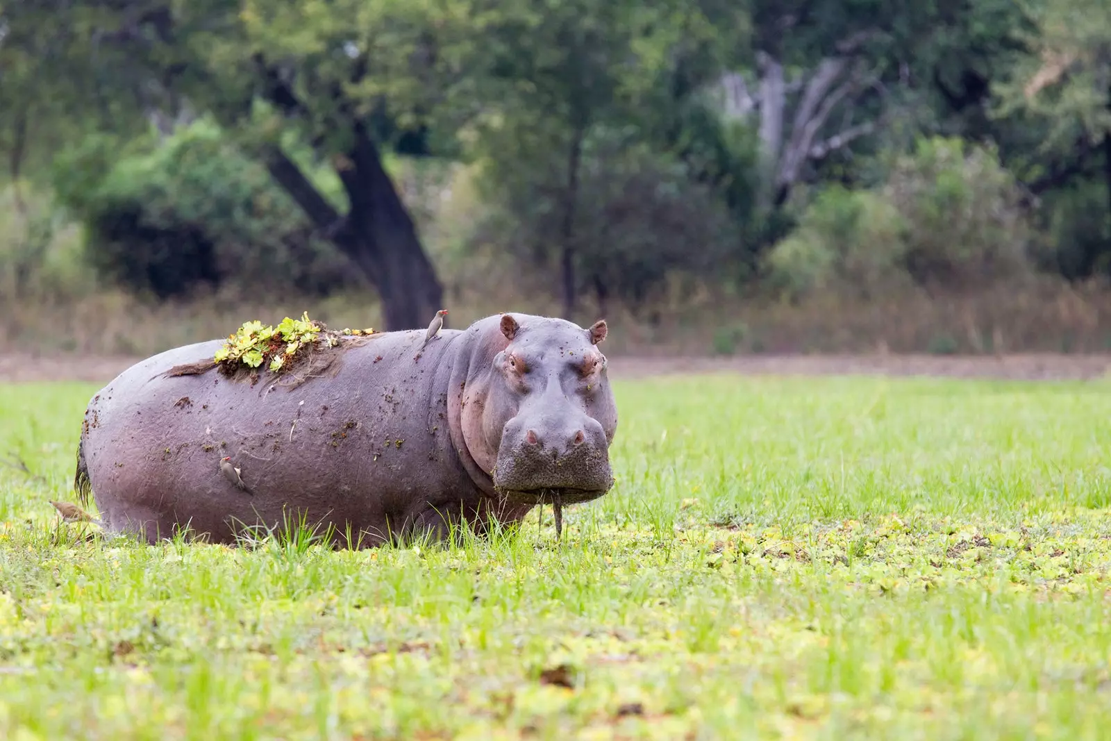 Hippopotamus u Luangua del Sur