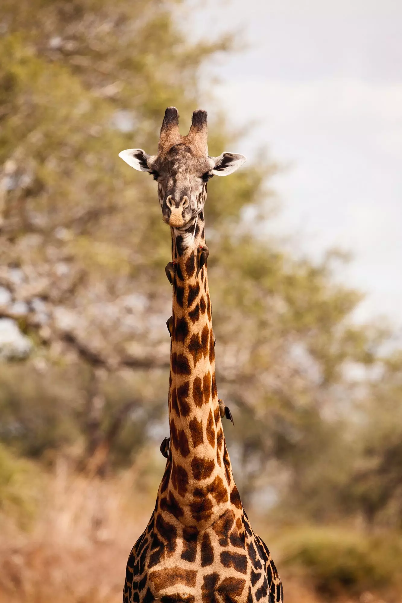 Giraffer Thornicroft