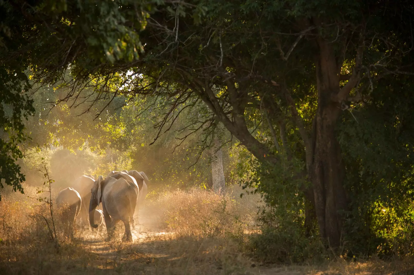 Elefants a Luangua del Sud