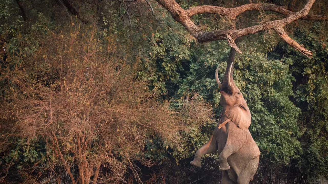 Gillar du elefanter? I detta läger i Zimbabwe kan du se dem i frihet