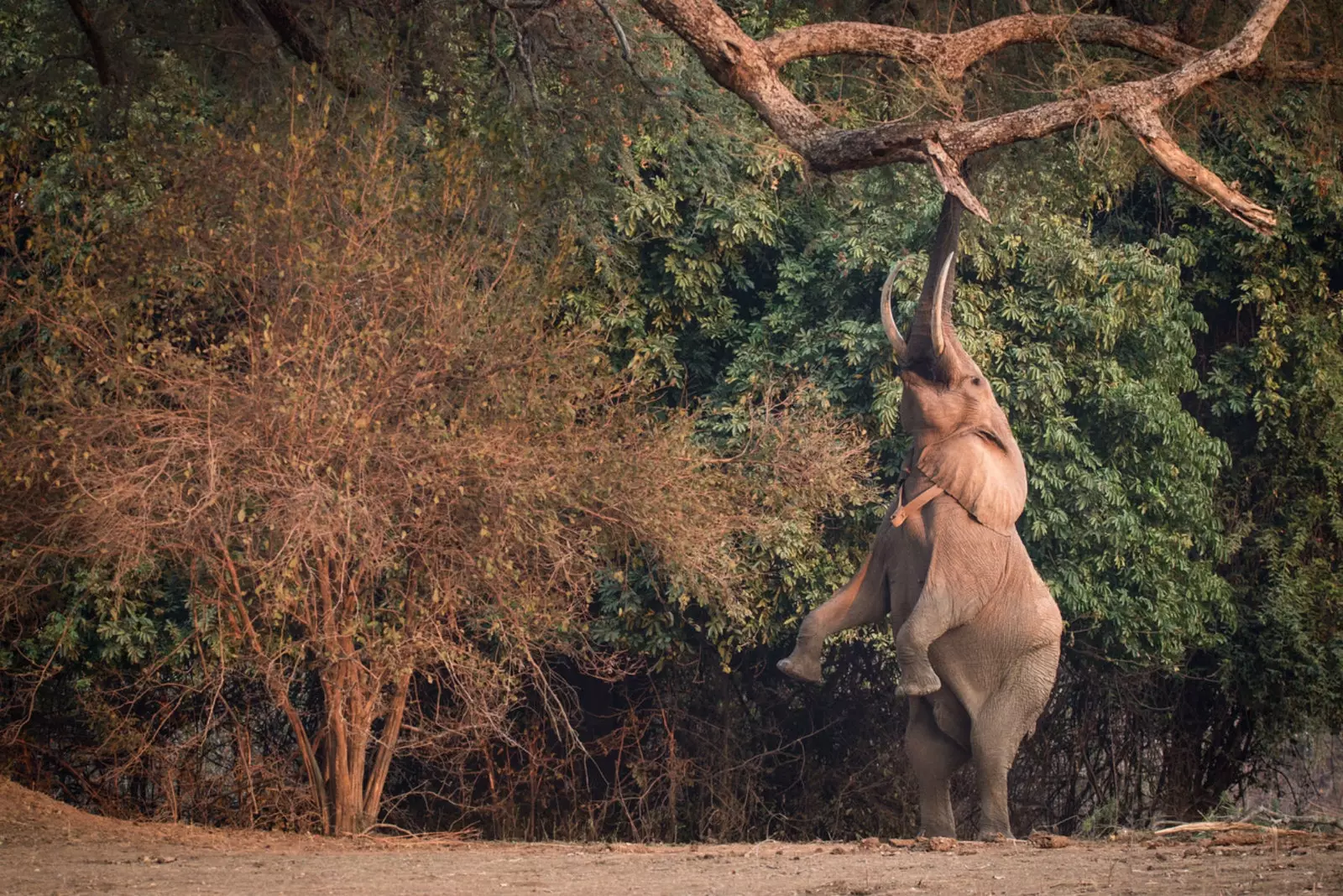 Elephants love this area because of the large amount of food there is.