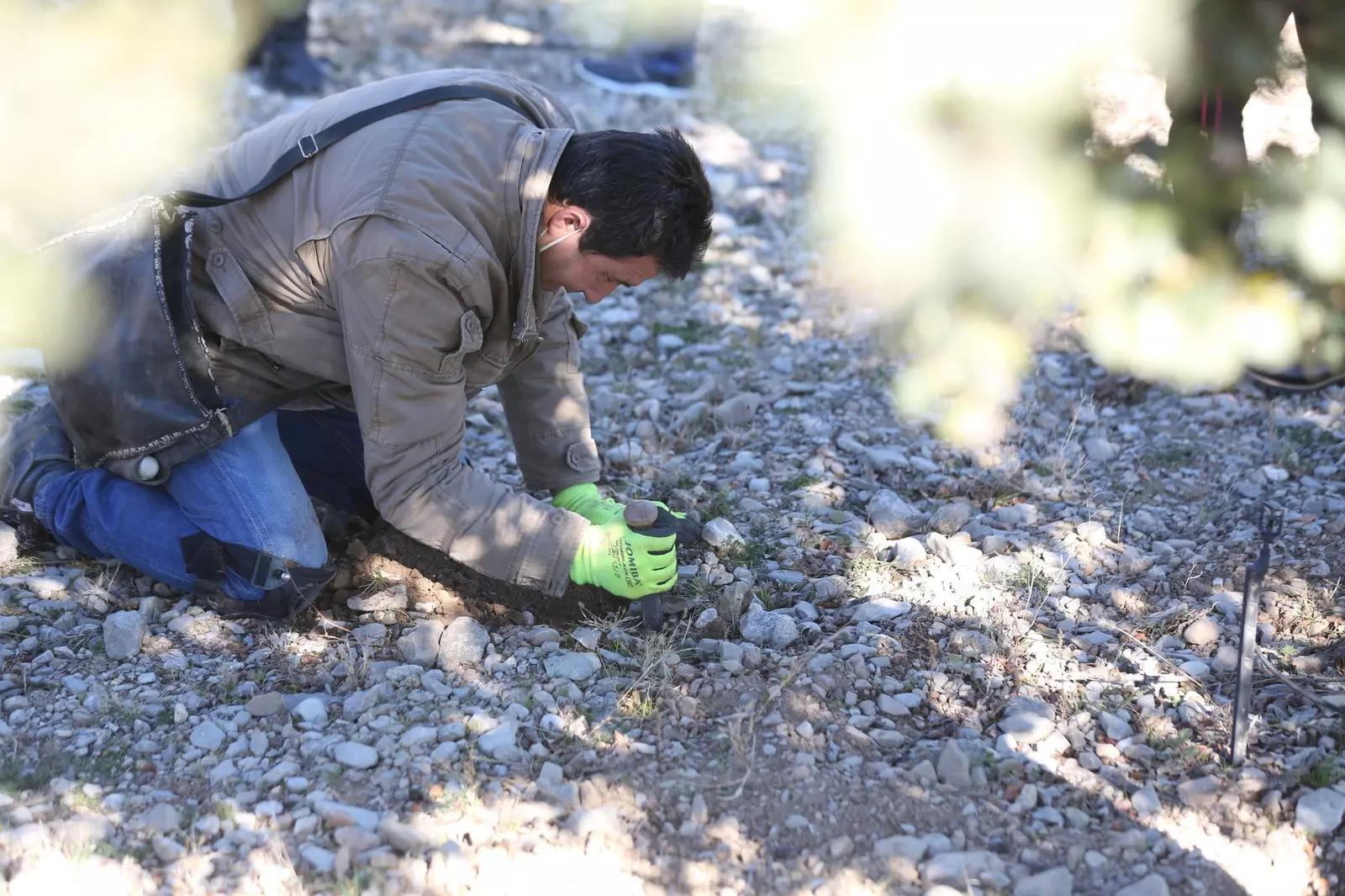 Toni cultivador