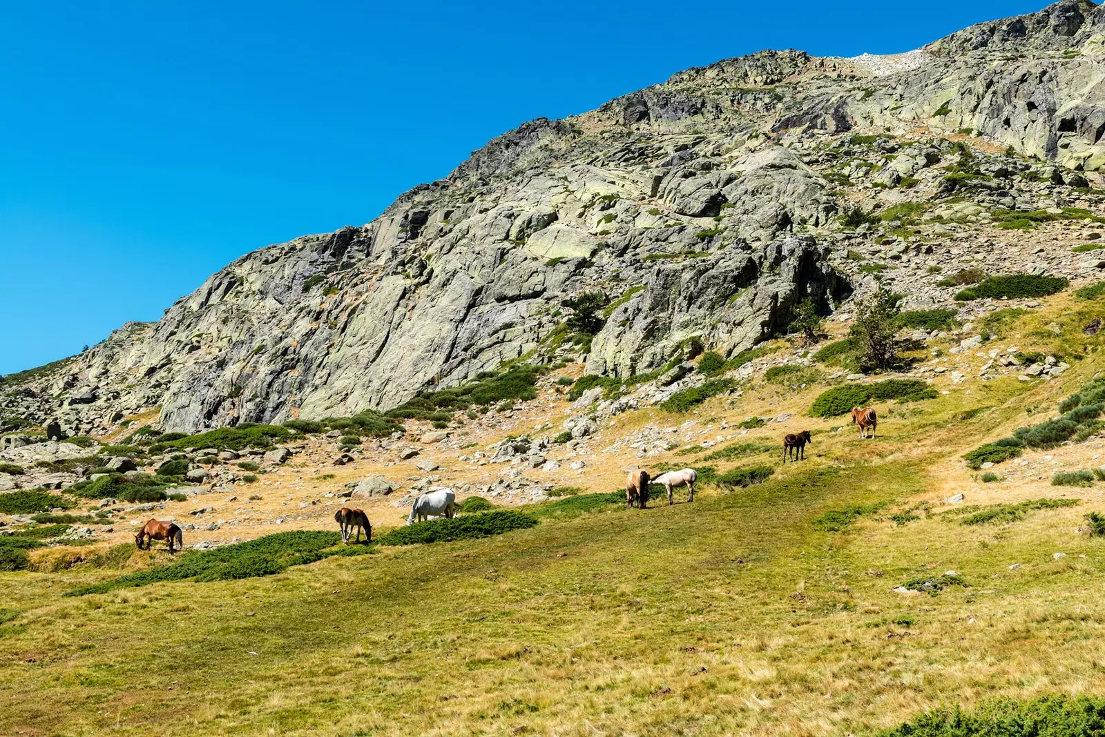 Du vil møte de vanlige innbyggerne i Peñalara sine kyr