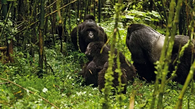 Rwanda: Afrika för nybörjare