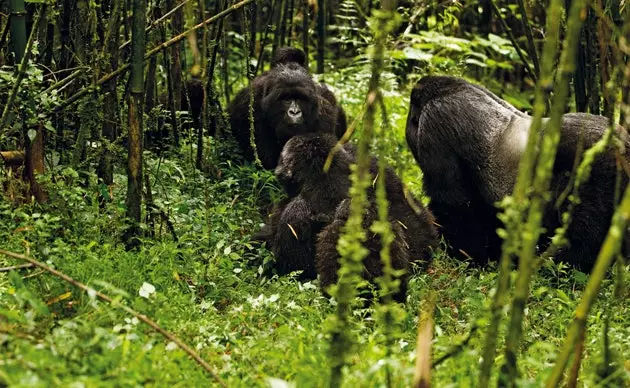 Gorillaperhe tulivuoren kansallispuistossa