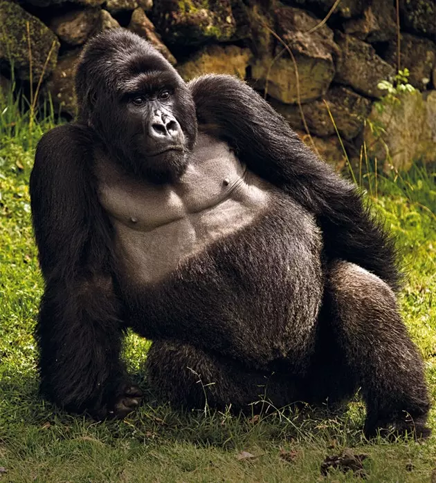 Gorilla Agashya