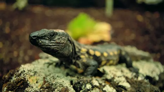 Guinea Ecomuseum a Giant Lizard Recovery Center