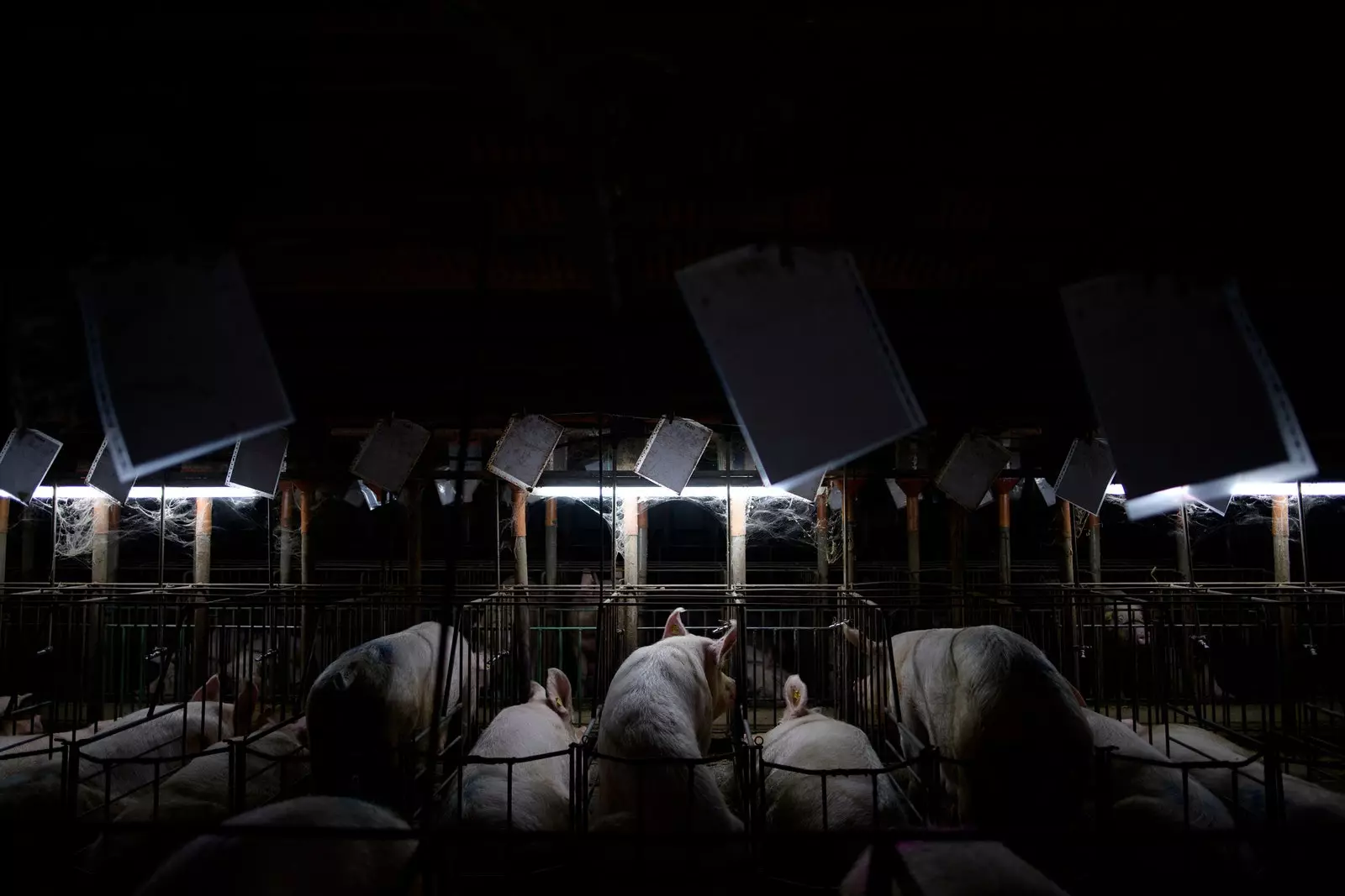 Inside the Spanish pig industry Europe's pig factory World Press Photo