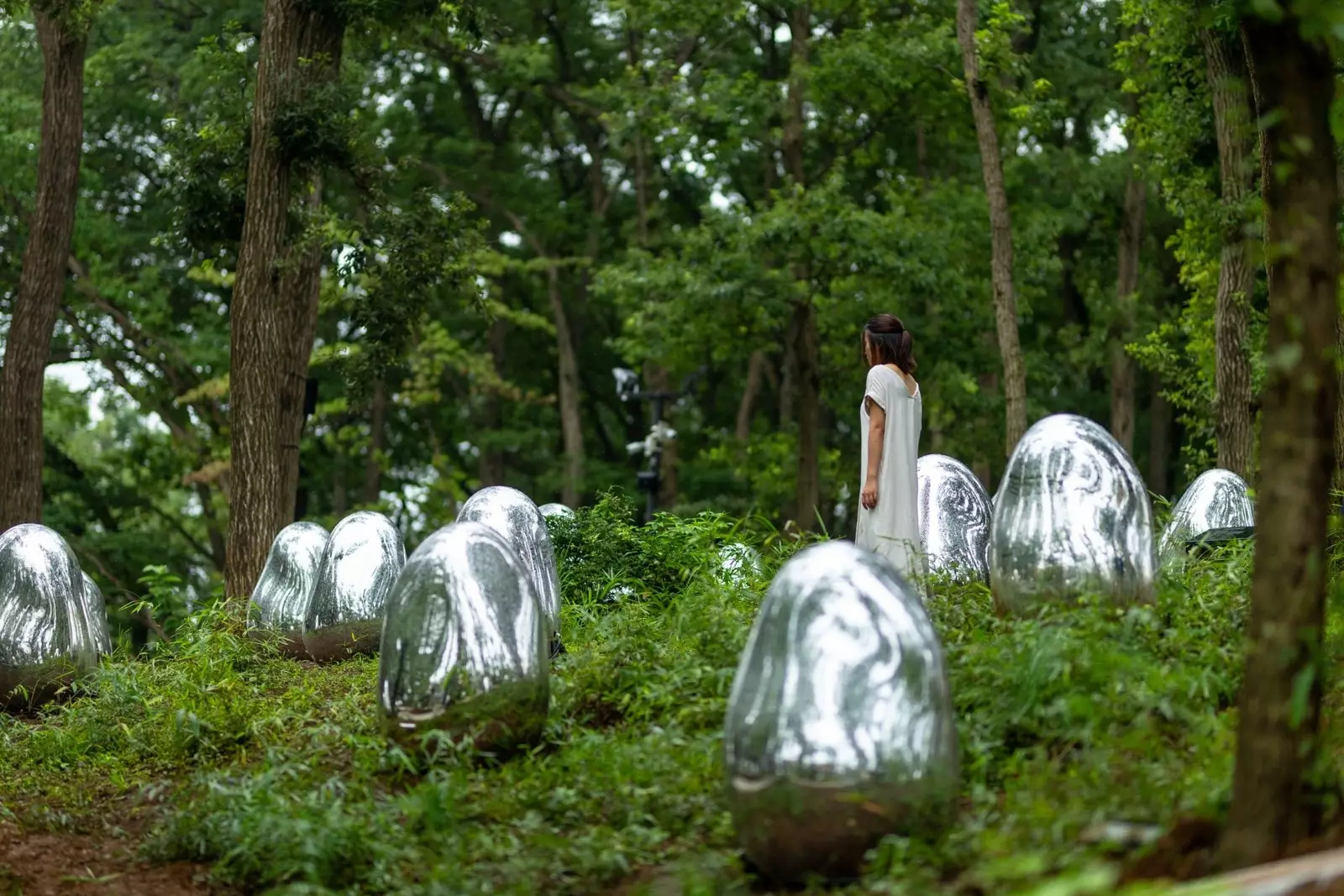 'Resonating Life in the Acorn Forest' dự án teamLab mới nhất