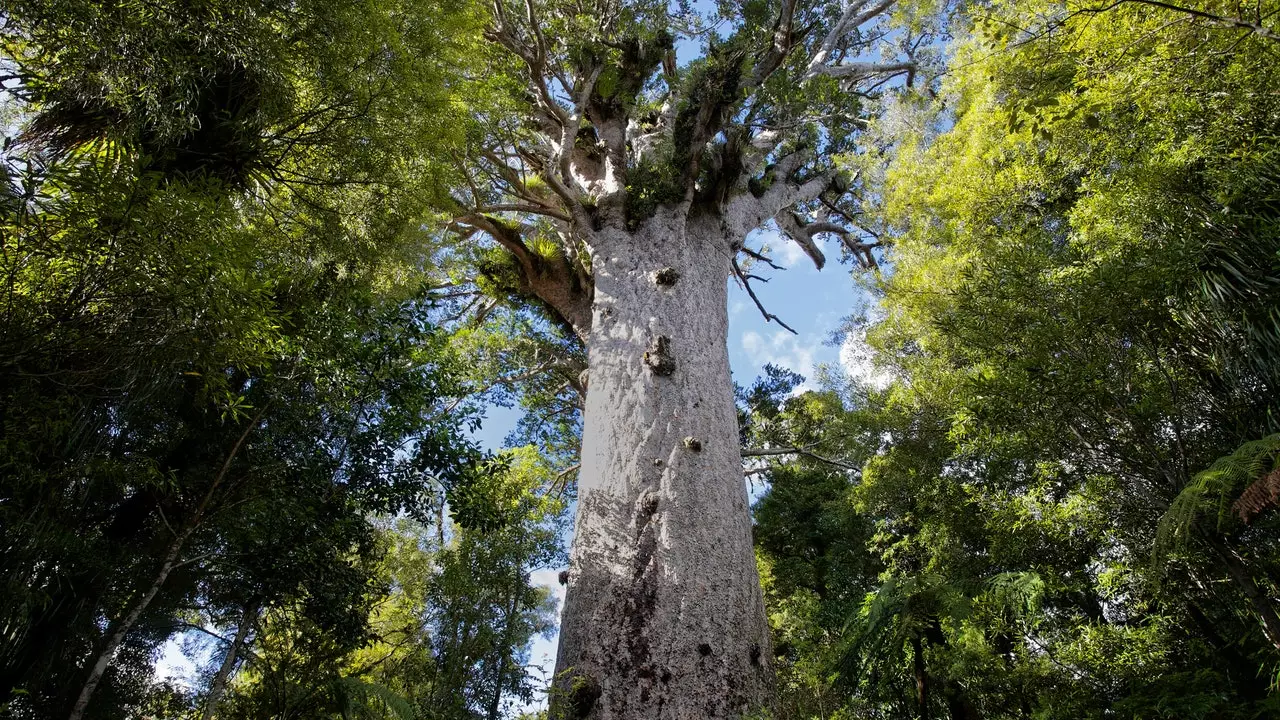 Nova Zelandija se boji smrti svojega najdragocenejšega bogastva: dreves Kauri