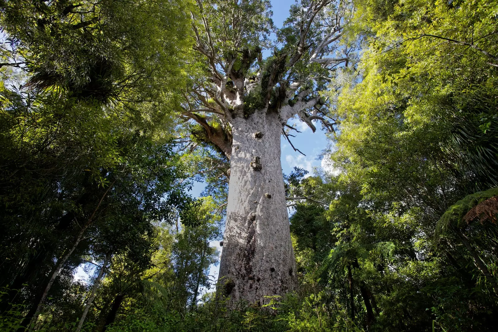 Tane Mahuta, mbreti i pyllit në Zelandën e Re.