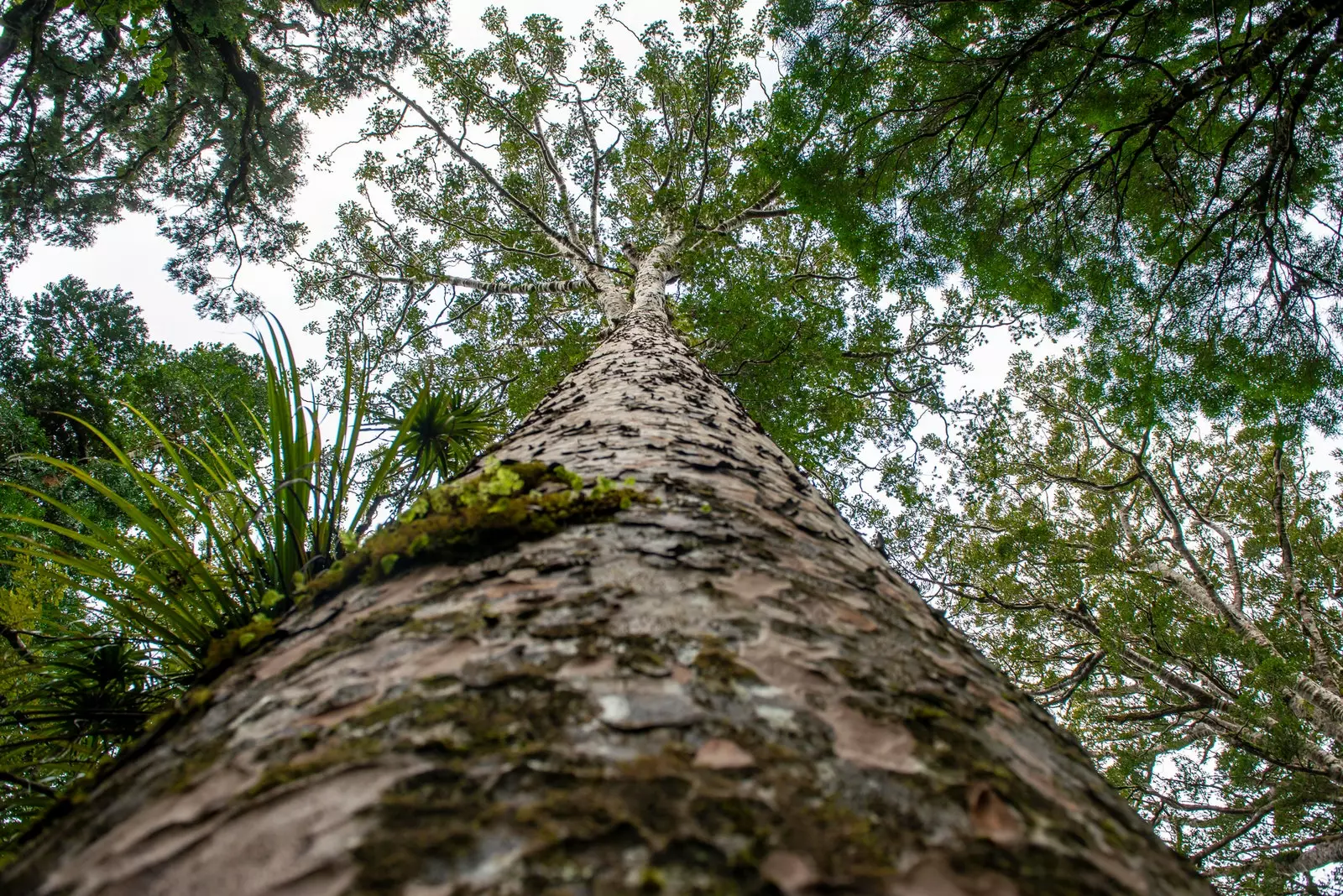 Os kauris são árvores sagradas para os indígenas maoris.