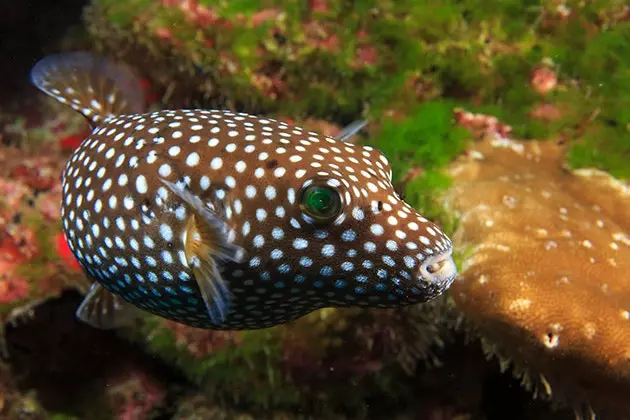 Seekor puffer hijau atau puffer berbintik di Pulau Cocos