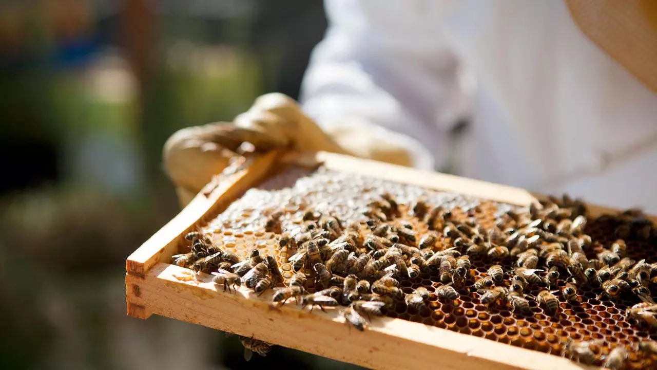 In these hotels bees are welcome