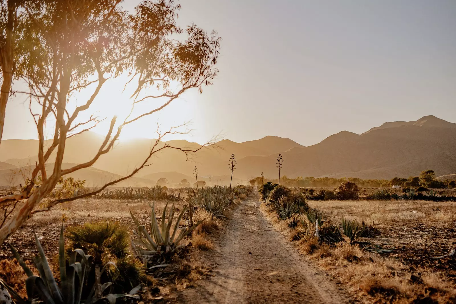 Nesta imagem o fotógrafo carimbou a palavra 'Raízes'.