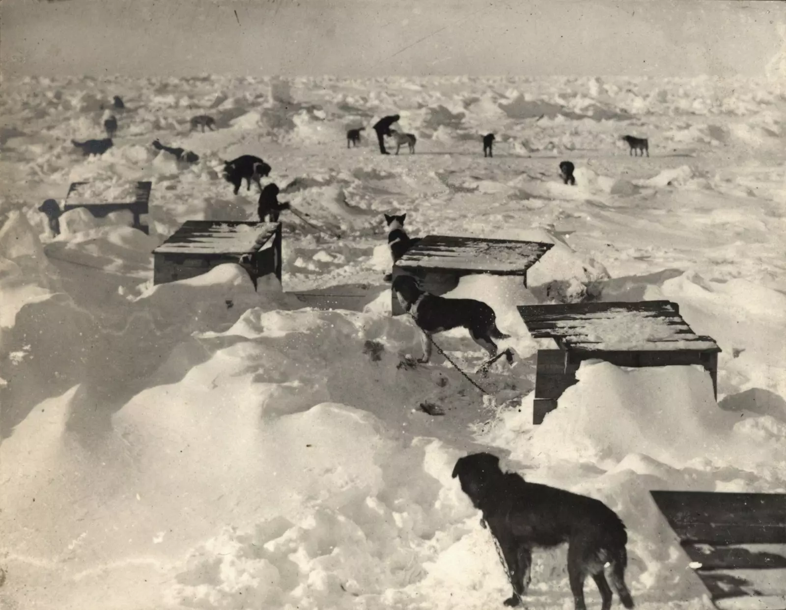 Suņi, kas izmitināti ledus gabalā 1915. gada 23. februārī