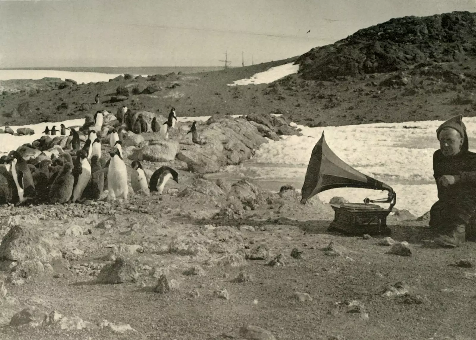 Pinguine lauschteren de Grammophon am Summer 1908