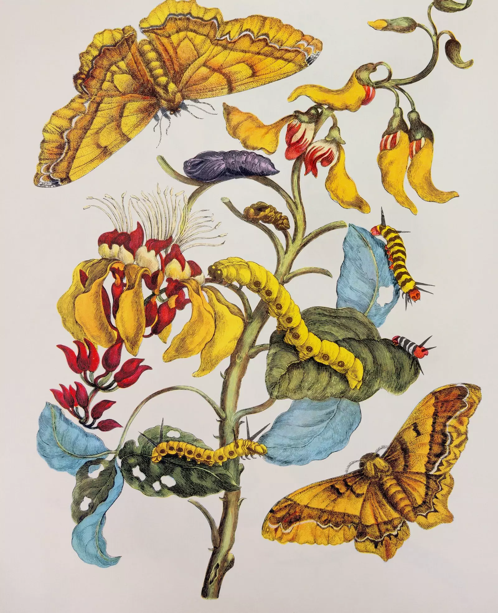 Insekttrykk av Maria Sibylla Merian