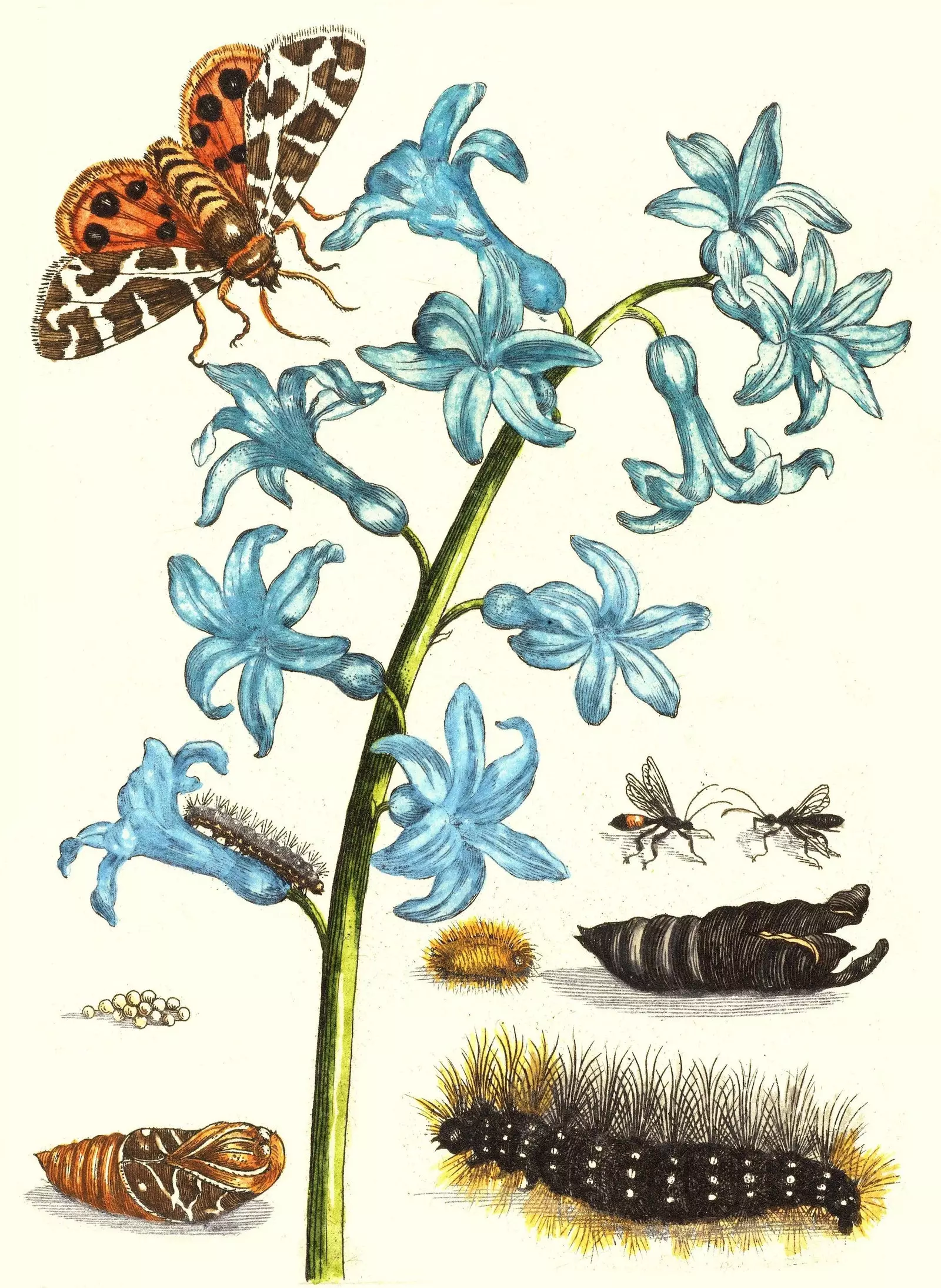 A Metamorfose de uma Mariposa de Maria Sibylla Merian