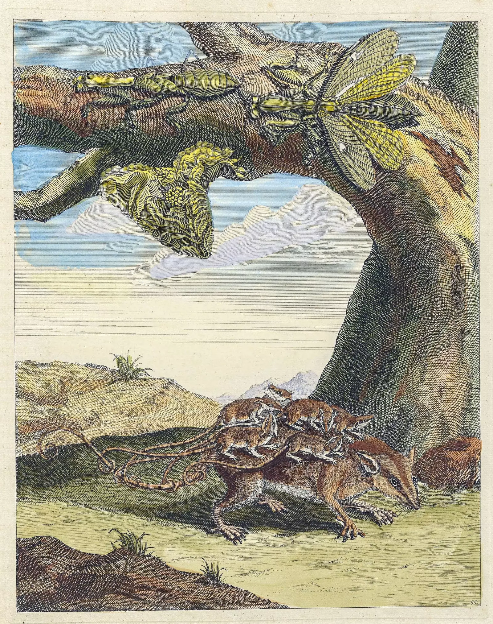 Illustration aus Metamorphosen der Insekten von Suriname von Maria Sibylla Merian