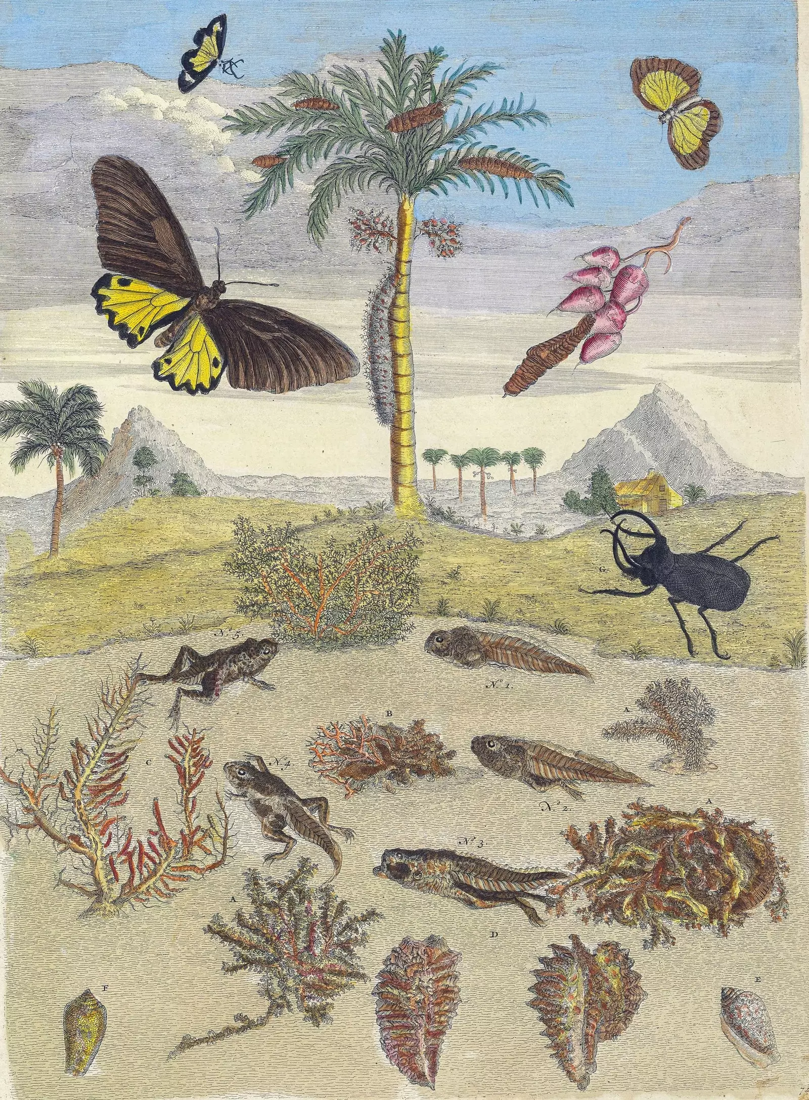 Suriname through the eyes of Maria Sibylla Merian