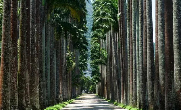 Grasagarðurinn í Rio de Janeiro