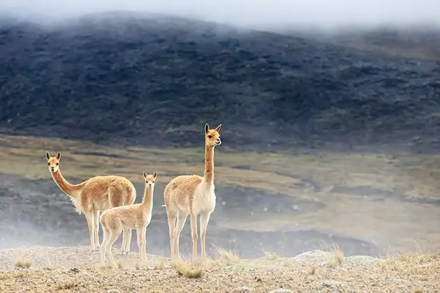 Landscapes in Chimborazo