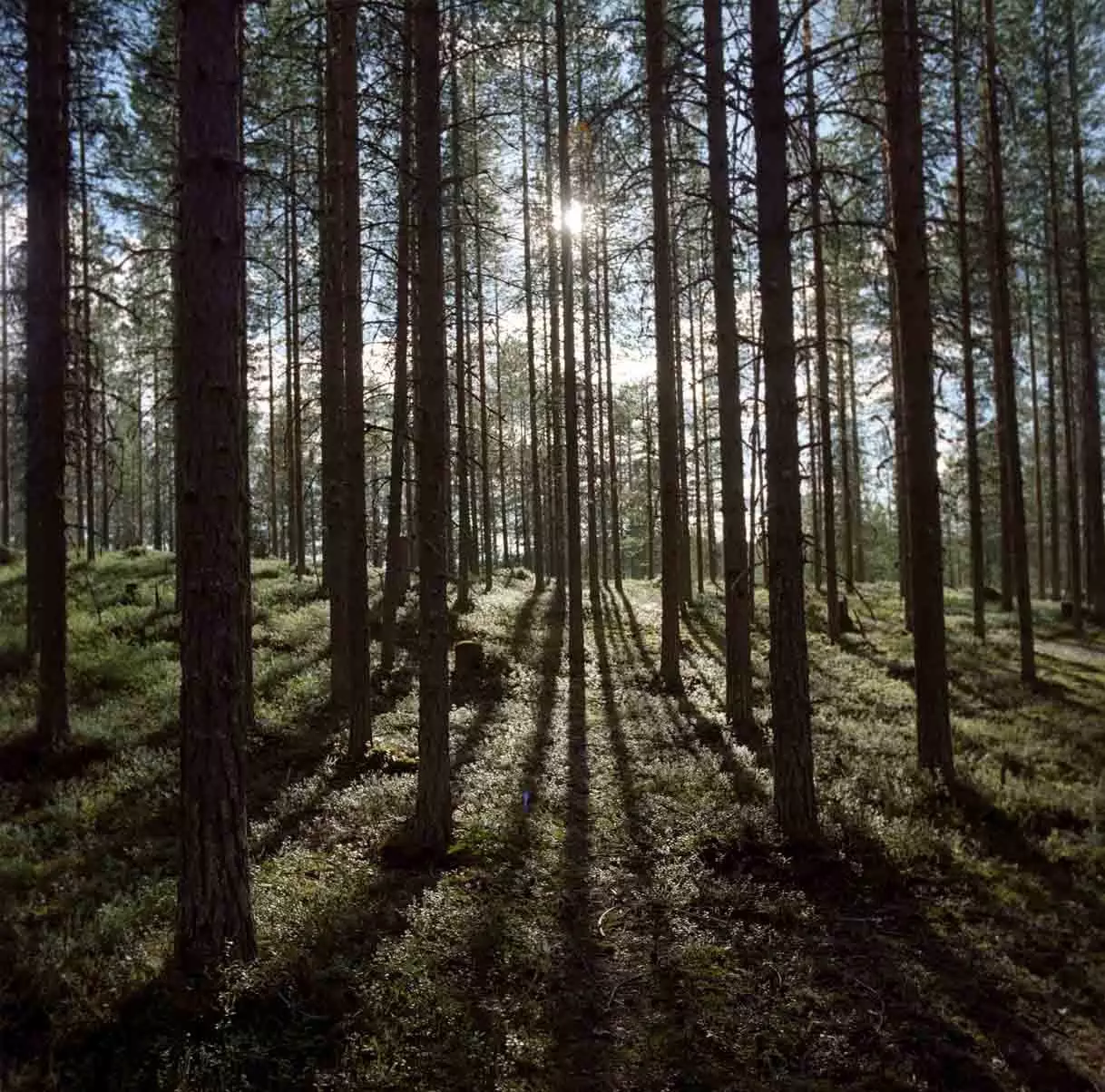 metsän voima