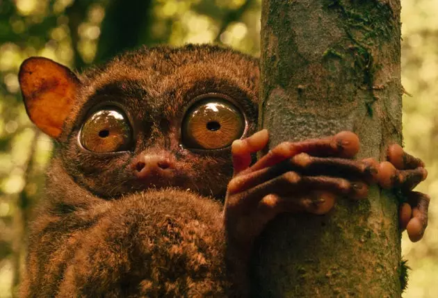 filipinski tarsier