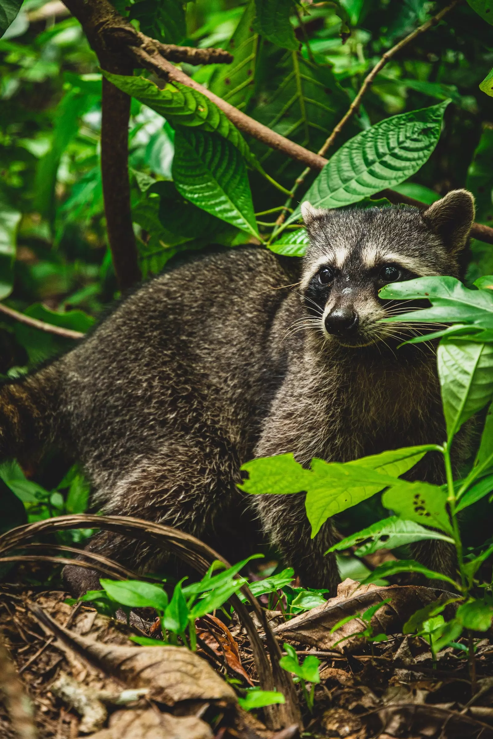 Parc Nacional Cahuita Limón Costa Rica