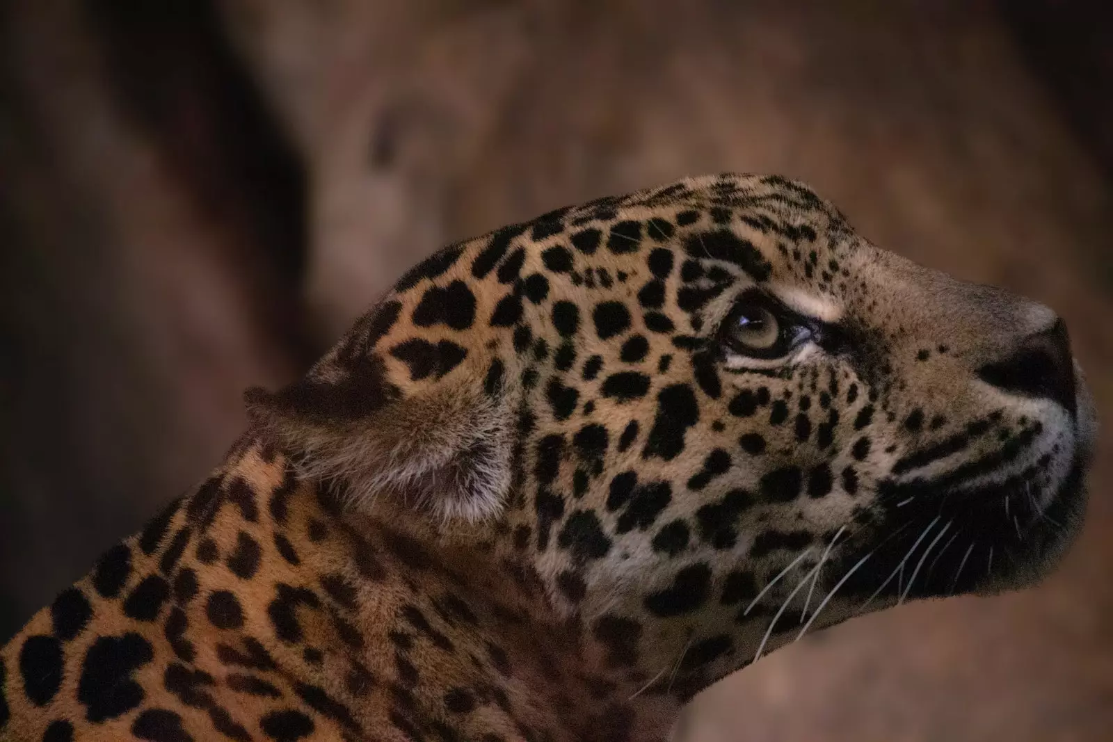 D'Jaguar Rescue Foundation schafft fir d'Erhaalung vun der Spezies am Land.