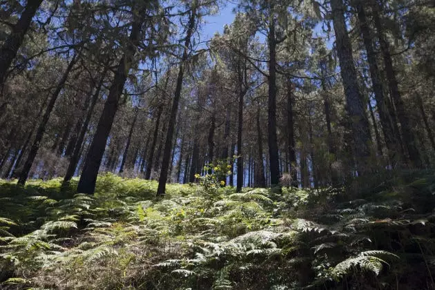 Tamadaba Pine Forest