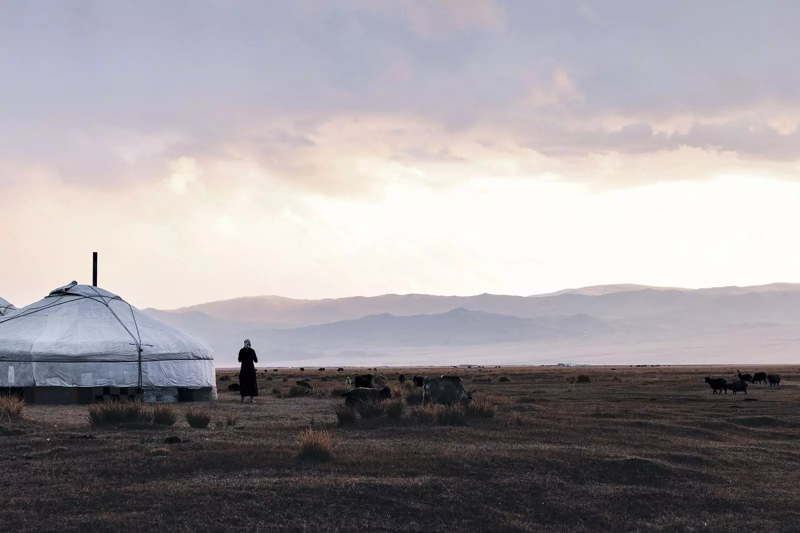 Het nomadische leven op het Mongoolse platteland leeft voort