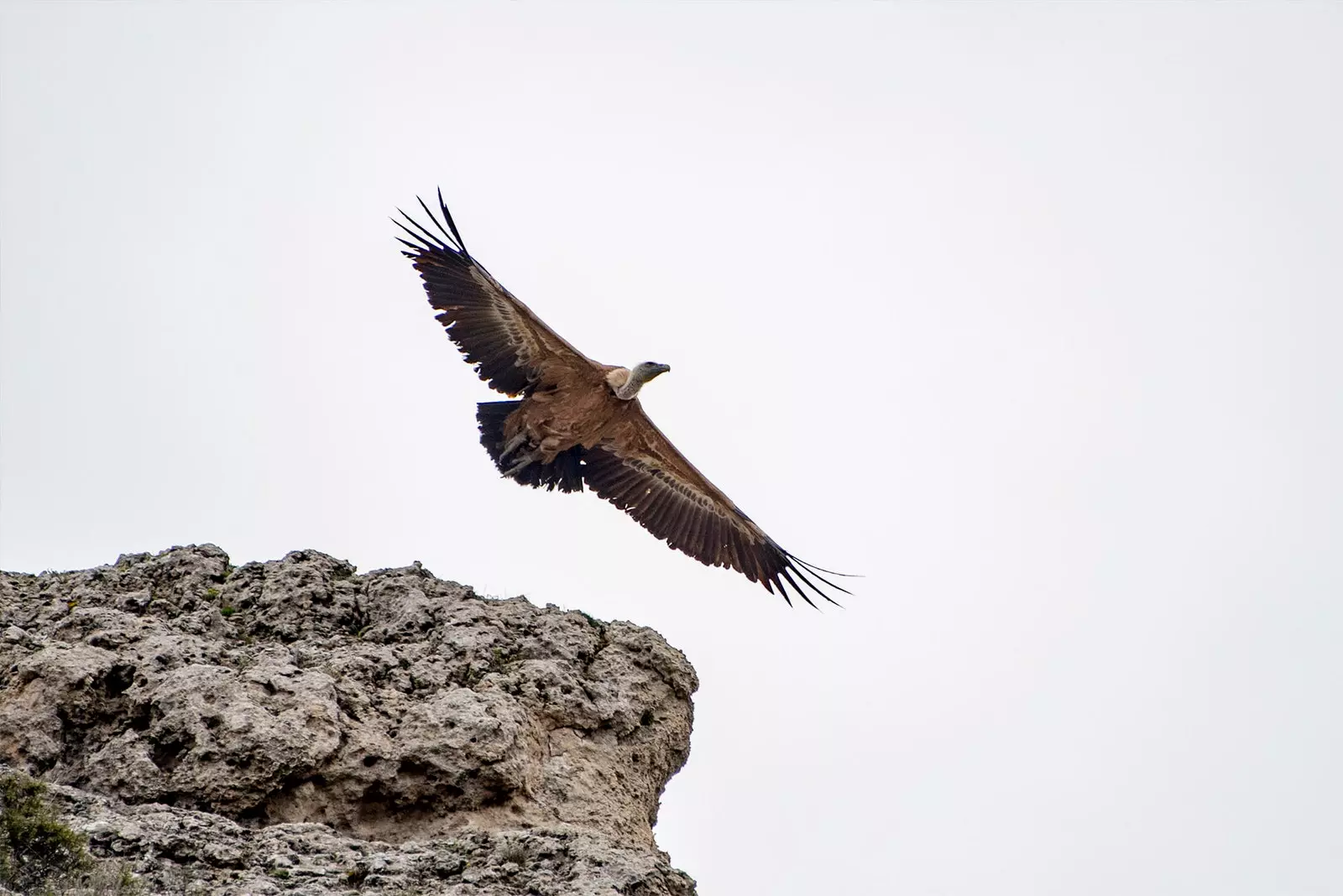 burung hering terbang