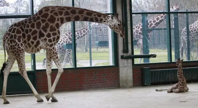 berlin zooparkı