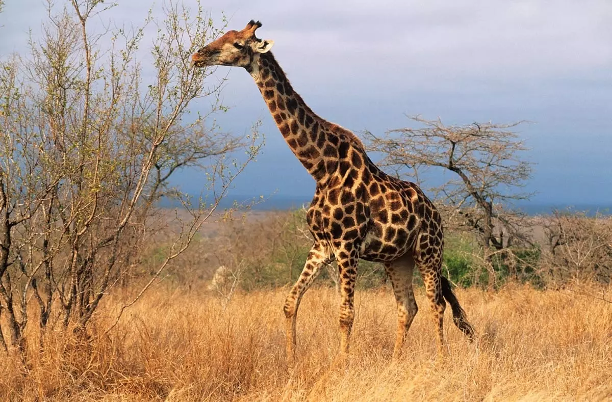 Kruger Jižní Afrika