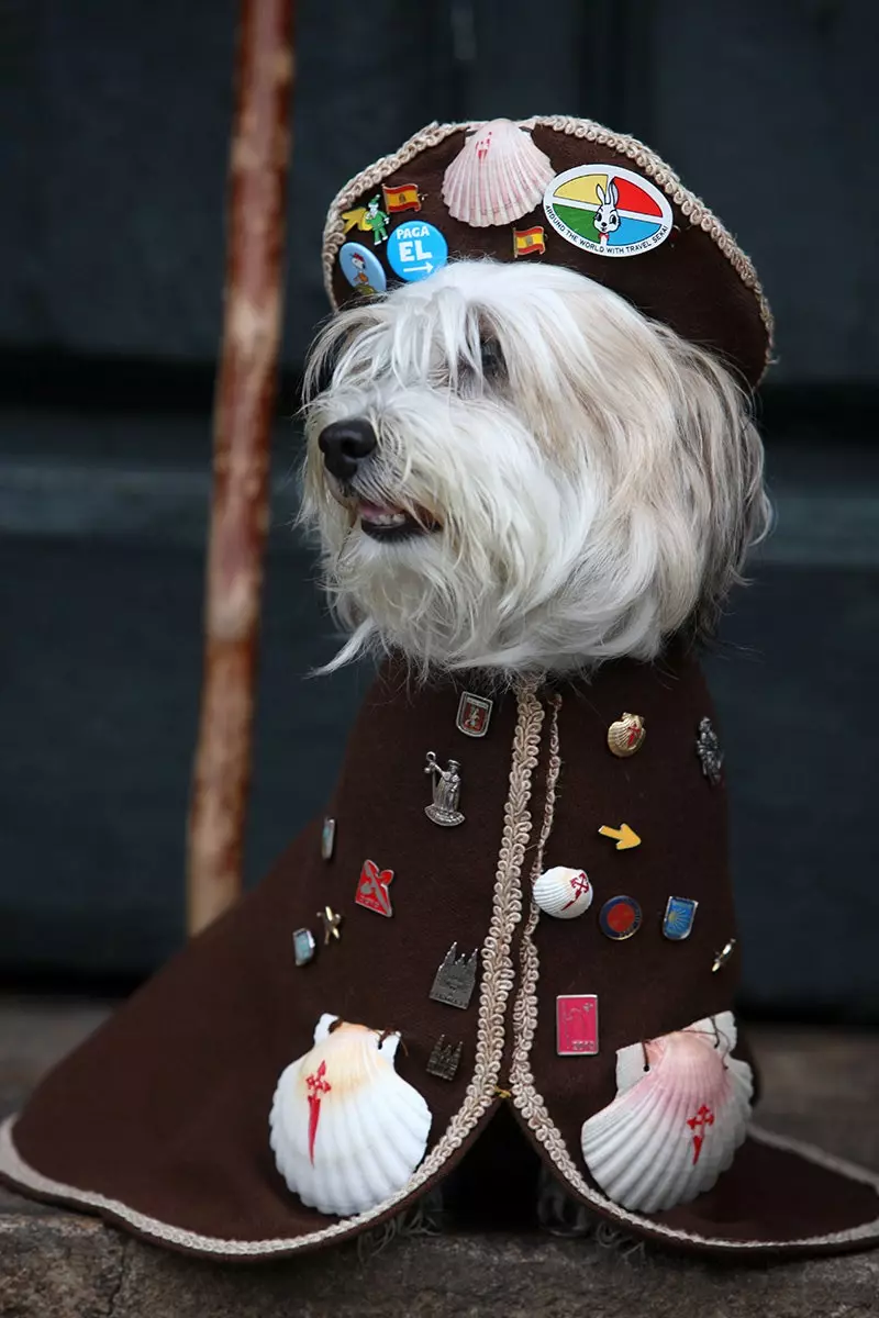 Ultimate Pilgrim Dog