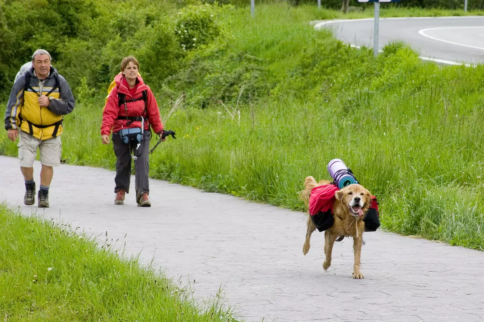 Hundeglück auf dem Weg nach Compostela